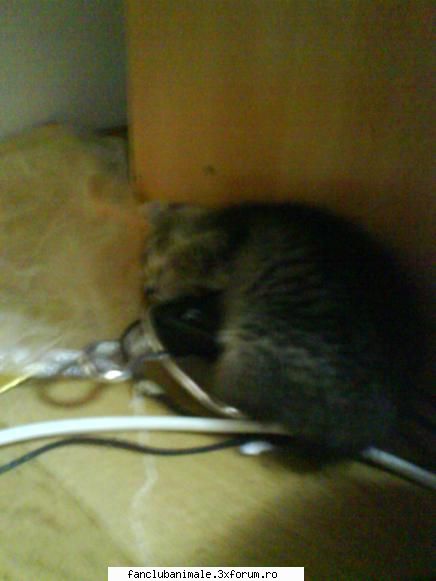 pisicuta mea prea doarme