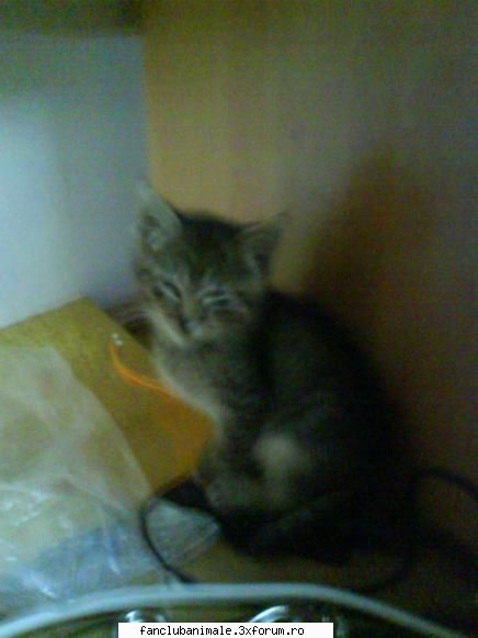 pisicuta mea prea iar aici cat adoarme