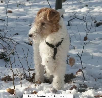 fox terrierul are două variante. fox terrierul cu păr srmos şi fox terrierul cu