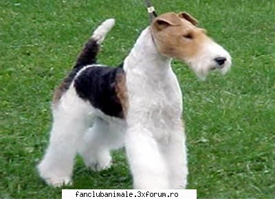 fox terrier cred sunt foarte fox terrierii