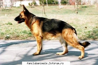 german ciobanesc german clasa: clasa caini paza, aparare utilitari grupa: grupa caini ciobanesti