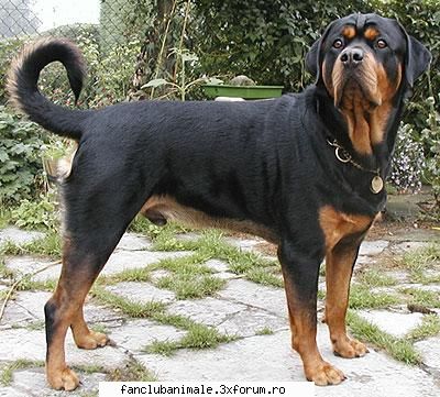 rottweiler 
clasa: clasa a.caini de paza si utilitari 
grupa: grupa 2.caini de paza 
standard: fci -