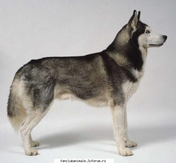 husky siberian 
clasa: clasa a. caini de paza si utilitari 
grupa: grupa 2.caini de paza, aparare si