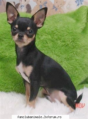 chihuahua chihuahua clasa: clasa caini companie grupa: grupa rase caini tinuti pentru agreement