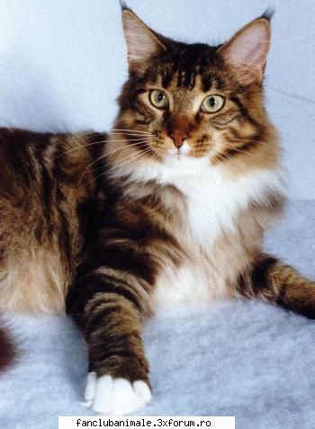 maine coon maine coon tip: loc origine: statele unite data origine: secolul xix statele unite