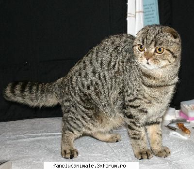 scottish fold 
tip: cobby 
loc de origine: scotia 
data de origine: 1961 marea britanie oficiala: