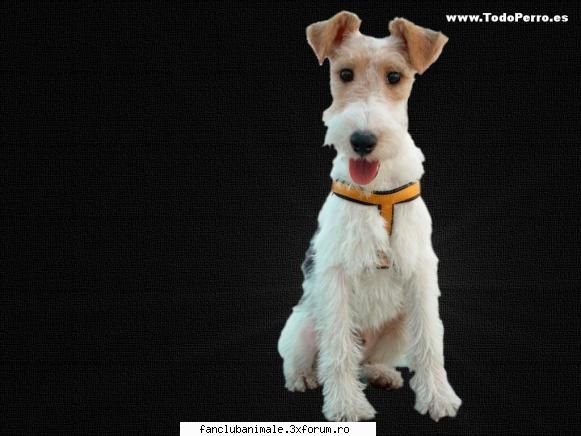 asa mi se pare si mie =) fox terrier