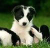 border collie-ul tara origine: border caine ciobanesc nivelul este 53-55 (20,5-21,5 inchi), vremece