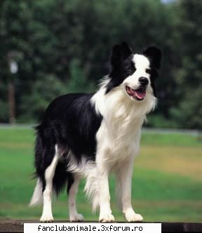 border collie-ul poze