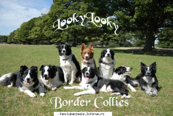 border collie-ul unu, doi, trei,