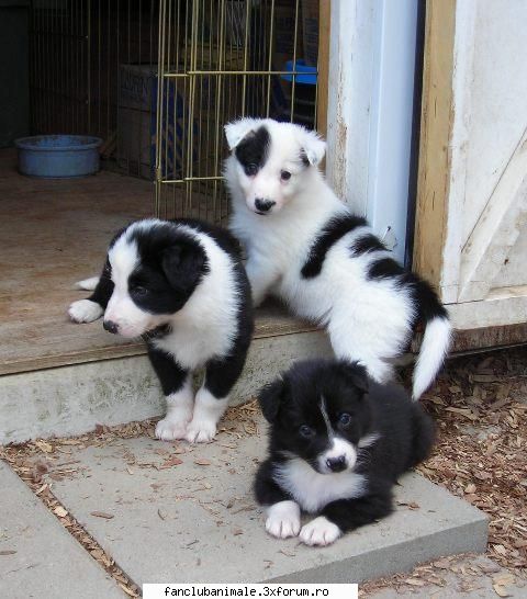 :d border collie-ul