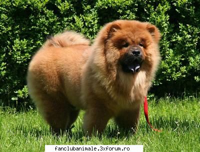 chow-chow origineain china s-au gasit documente din secolul xl-lea i.hr. care vorbea despre niste