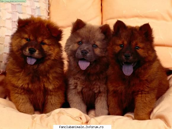 chow-chow parca ursulet
