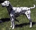 dalmatian descriere- talie medie rezistenta blana scurta deasa culoare alba punctata pete negre sau