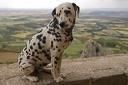 dalmatian inca poza
