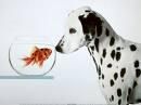 a doua dalmatian
