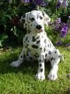 a treia dalmatian