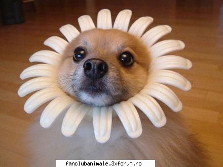 cutu poze funny