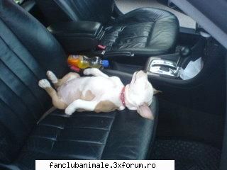 poze funny cutulica