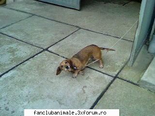cainele meu burky haide rogg
