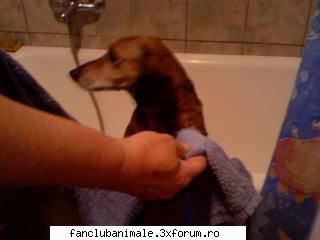 gata cu baia cainele meu burky