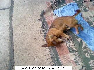 ma sterg!in sfarsit cainele meu burky