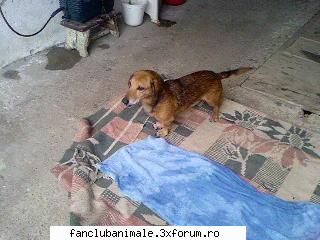 cainele meu burky mai ud?