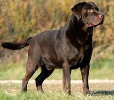 labradorul