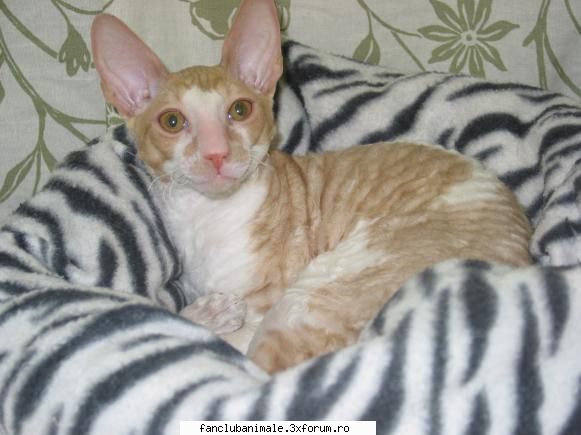 cornish rex descriere fizica generala: cornish rex este pisica eleganta, blana ondulata, statuta