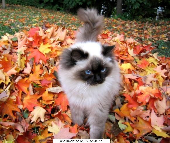 ragdoll descriere fizica generala: ragdoll este pisica mare, puternica, impozanta, multe semne orice