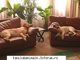 labradorul asta