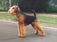 airedare terrier descriere: caine blana aspra, sarmoasa, cap alungit turtit, piept larg, labele din