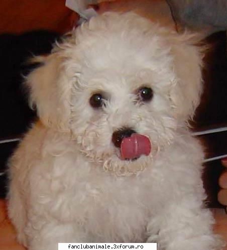 bichon frise