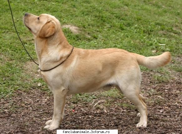 si...... labradorul