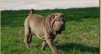 shar pei descriere: corp compact, marime medie, cap mare, urechi mici, ochi negri migdalati, limba