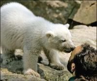 ursul polar este un puternic vanator de foci. este cel mai carnivor dintre toate speciile de ursi