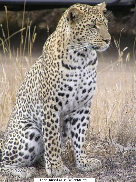  leopardul traieste in africa si asia in tari precum: india, pakistan, china, gabon, congo, zaire,