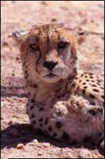 mai rapid animal pamant este incredibil dar crede acest frumos animal isi are originile inca acum