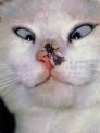 poze funny pisicute distrati!1