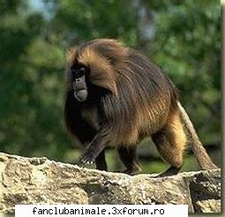 babuinii babuini traiesc in zonele sancoase si cu tufisuri din muntii etiopieni, la peste 1800 m au