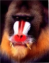 babuinii gelada pic credeti?