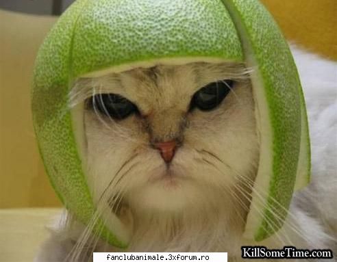 poze funny pisicute