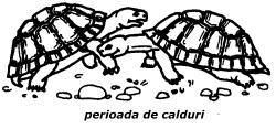 broastele testoase poate vorbi anumita varsta deoarece aceasta este foarte variabila, specie alta,