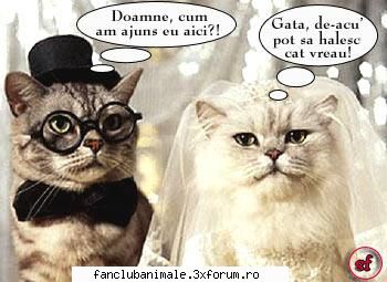 poze funny pisicute cine luat parte nunta asta s-a distrat cinste
