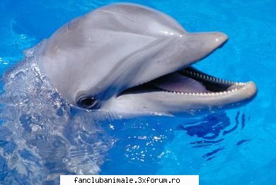 imi plac foarte mult delfinii!! delfini
