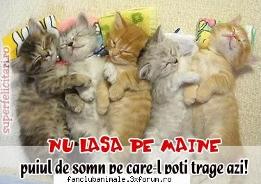 poze funny pisicute mie somn