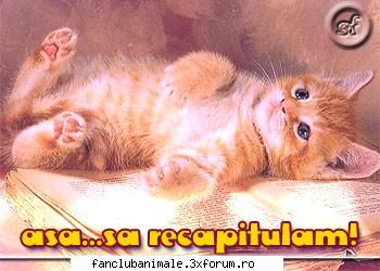 poze funny pisicute pisica culta