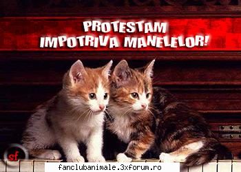 poze funny pisicute sunt acord cele pisicute