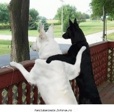 poze funny