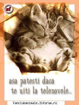poze funny pisicute